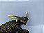 STYRACOSAURUS COLLECTA 2007 MINIATURA DE DINOSSAURO BONECO ESTIRACOSSAURO [USADO] - Imagem 6