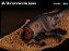 CARCAÇA DE TENONTOSAURUS REBOR CERYNEIAN HIND MINIATURA DE DINOSSAURO RÉPLICA COLECIONÁVEL TENONTOSSAURO - Imagem 2