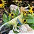 AUSTRORAPTOR SAFARI LTD 2024 DINOSSAURO RAPTOR COLECIONÁVEL MINIATURA DINOSSAURO EMPLUMADO - Imagem 3