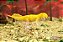 DINOS BRILHA NO ESCURO 1/18 KIT COM 3 - BEASTS OF THE MESOZOIC RÉPLICA DE DINOSSAURO BRINQUEDO - Imagem 5