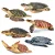 CONJUNTO DE 6 TARTARUGAS MARINHAS TOYMANY FIGURAS DE ANIMAIS SELVAGENS MARINHOS DE BRINQUEDO - Imagem 1