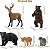 CONJUNTO DE 12 ANIMAIS DA FLORESTA NORTE AMERICANOS TOYMANY FIGURAS DE ANIMAIS MINIATURAS REALISTAS - Imagem 5