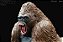 GORILA Z REBOR MARROM PRIMAL GORILA DA MONTANHA MACHO 1:11 MODELO REALISTA - Imagem 4