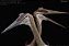 QUETZALCOATLUS NORTHROPI REBOR "IRMÃOS LEAD & ZEPPELIN" COR PLANÍCIE PTEROSSAURO REALISTA [PRÉ-VENDA] - Imagem 2