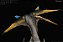 QUETZALCOATLUS LAWSONI REBOR "CASAL GUN & SHIP" COR PLATÔ PTEROSSAURO REALISTA [PRÉ-VENDA] - Imagem 2