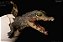 DEINOSUCHUS SAINDO DO OVO REBOR VARIANTE ESTUÁRIO MINIATURA CROCODILO FILHOTE - Imagem 1
