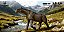 PARACERATHERIUM HAOLONGGOOD MINIATURA RINOCERONTE EXTINTO MAMÍFERO PRÉ-HISTÓRICO PARACERATÉRIO - Imagem 8