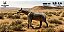 PARACERATHERIUM HAOLONGGOOD MINIATURA RINOCERONTE EXTINTO MAMÍFERO PRÉ-HISTÓRICO PARACERATÉRIO - Imagem 7