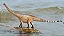 DIPLODOCUS HAOLONGGOOD MARROM DINOSSAURO MINIATURA COLECIONÁVEL DE DIPLODOCO - Imagem 6
