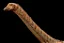 DIPLODOCUS HAOLONGGOOD MARROM DINOSSAURO MINIATURA COLECIONÁVEL DE DIPLODOCO - Imagem 8