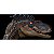 VELOCIRAPTOR NANMU 2026 "BLOOD KNIGHT 2.5+" SMART SERIES FIGURE DINOSSAURO CARNÍVORO RAPTOR MACHO [PRÉ-VENDA] - Imagem 8