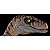 VELOCIRAPTOR NANMU 2026 "TIGER BLADE 2.5+" SMART SERIES FIGURE DINOSSAURO CARNÍVORO RAPTOR MACHO [PRÉ-VENDA] - Imagem 2