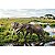 STEGOTETRABELODON HAOLONGGOOD MARROM MINIATURA ELEFANTE EXTINTO MAMÍFERO PRÉ-HISTÓRICO - Imagem 5