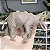 AMEBELODON WILD SAFARI MAMÍFERO PRÉ-HISTÓRICO DE BRINQUEDO SAFARI LTD. AMEBELODONTE - Imagem 2