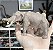 AMEBELODON WILD SAFARI MAMÍFERO PRÉ-HISTÓRICO DE BRINQUEDO SAFARI LTD. AMEBELODONTE - Imagem 1