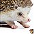 OURIÇO SAFARI LTD INCREDIBLE CREATURES MINIATURA DE ANIMAL - Imagem 4
