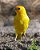 Canario Belga - Imagem 2