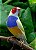 Canario Belga - Imagem 3
