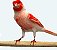 Canario Belga - Imagem 1