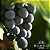 Vinho Bueno Pinot Noir Reserva 750Ml, Vinho Fino Tinto Seco, Vermelho, Elegância E Intensidade Incomparáveis, Perfeito T - Imagem 6