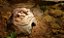 TOCA M + BEBEDOURO P - para leopard-gecko, corn-snake, milk-snake, ETC - Imagem 1