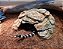 TOCA P2 - para jabutis filhotinhos, caranguejeiras, leopard-gecko, corn-snake, ETC - Imagem 1