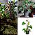 Kit Tutor Para Plantas 80cm Esferas - Vaso Raiz - Imagem 5
