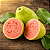 Extrato Natural Fruta Goiaba - Bräu Flavors 50g - Imagem 4
