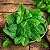 Extrato De Menta Natural Bräu Flavors - 50g - Imagem 4