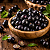 Extrato De Jabuticaba - Natural - Bräu Flavors - 50g - Imagem 4