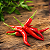 Extrato De Pimenta De Cheiro - Natural - Bräu Flavors - 50g - Imagem 4