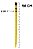 Flex Grip Strap Grande Sleck - Cinta Organizadora Fixacao Cor:Amarelo - Imagem 2