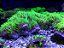 Carpet Green - Imagem 1