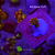 Galaxea Green - Imagem 2