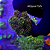 Galaxea Green - Imagem 1