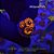 Palythoa Utter Chaos - Imagem 1