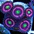 Palythoa Cat Eyes - Imagem 1