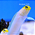 Yellowhead Jawfish Blenny - Imagem 1