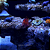 Flame Hawkfish - Imagem 1