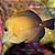 Scopas Tang - Imagem 1