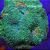 Acanthastrea Echinata Green A - Imagem 1