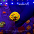 Favia Fascination - Imagem 1