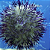 Ourico Purple - Imagem 1
