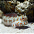 Orange Spotted Blenny - Imagem 1