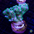 Pocillopora Green - Imagem 1