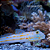 Diamond Goby - Imagem 1