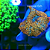 Mushroom Leopard - Imagem 1