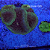 Plate Green M - Imagem 2