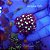 Purple/Brown Star Polyps GSP - Imagem 1