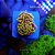 Hammer Yellow - Imagem 1